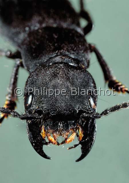 Ocypus olens.JPG - Ocypus olens (Portrait)Staphylin odorantRove beetleColeopteraStaphylinidaeFrance